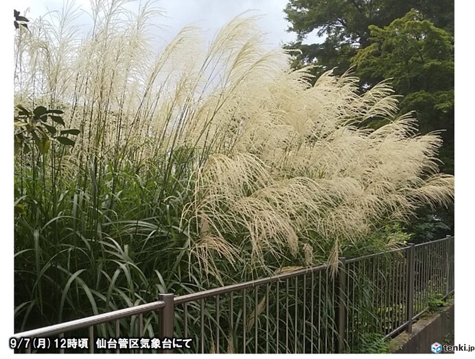 東北 あす午後はきょう以上に激しい雷雨に注意 警戒 日直予報士 年09月08日 日本気象協会 Tenki Jp