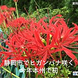 21日　静岡でヒガンバナが開花　あすは彼岸の中日