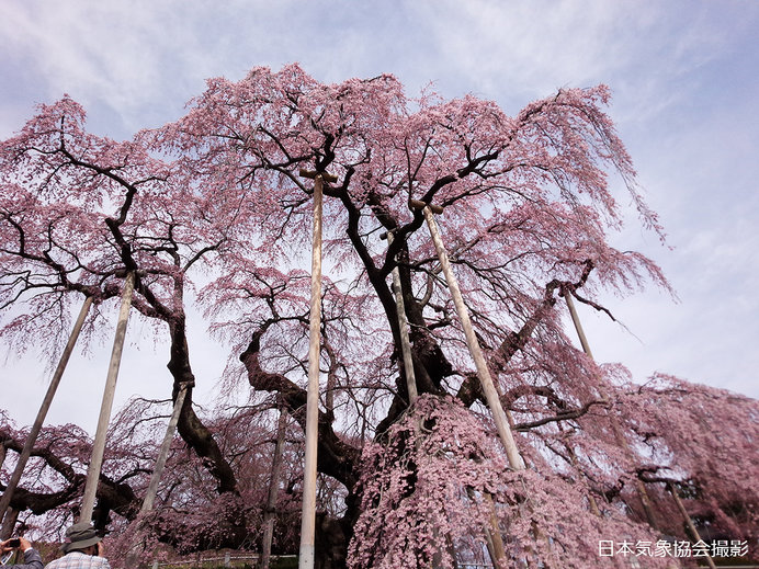 75 桜 に関する 歌 すべての美しい花の画像