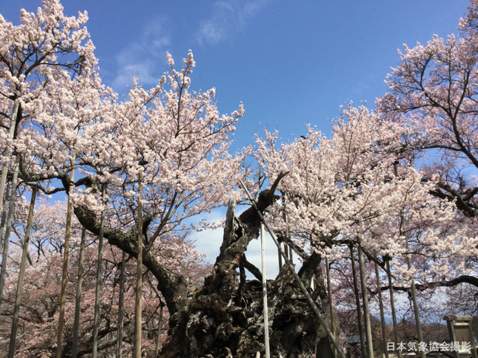 山高神代桜:全景(2016年の様子)
