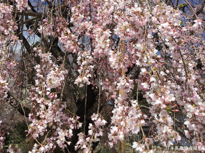 山高神代桜:少し寄ってみると・・・(2016年の様子)