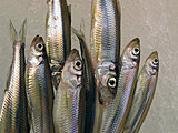 七十二候・第三候「魚上氷(うおこおりをいずる)」。氷の間から飛び跳ねる魚って？？