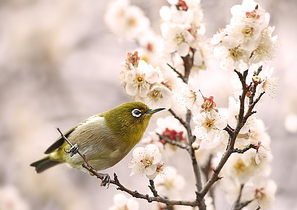 梅にウグイス？いいえ、メジロです