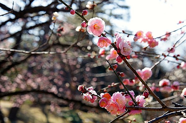 小石川後楽園では間もなく梅が満開！その「後楽園」の意味を知っていますか？