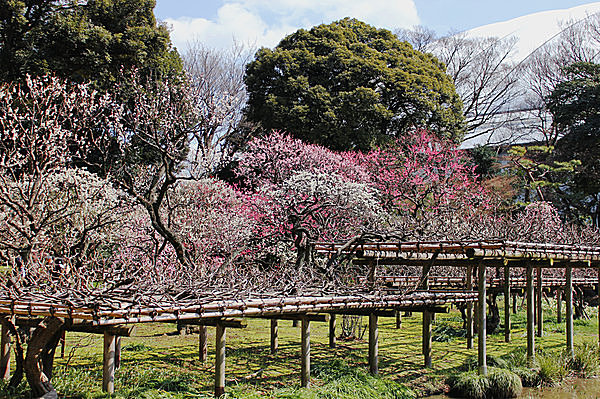 小石川後楽園では間もなく梅が満開 その 後楽園 の意味を知っていますか Tenki Jpサプリ 16年02月15日 日本気象協会 Tenki Jp