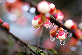 二十四節気「雨水(うすい)」。雪が雨へと姿を変え、氷が解けて水になる季節