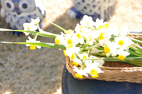 花暦・三月 「水仙」 ～希望の象徴として、今年も祈りとともに咲きます