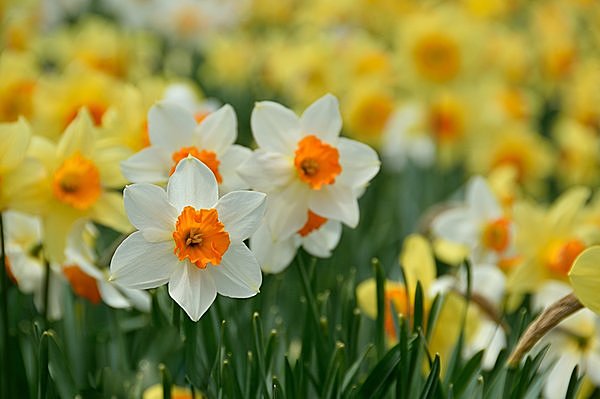 花暦・三月 「水仙」 ～希望の象徴として、今年も祈りとともに咲きます