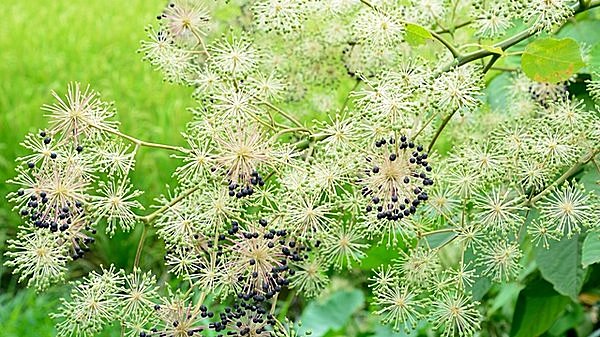 山独活の花と実は幾何学的な模様です