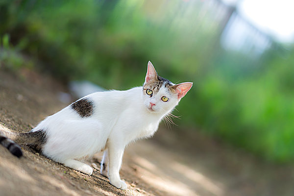 光の春が猫にもたらすものとは? 七十二候・草木萠動(そうもくめばえい