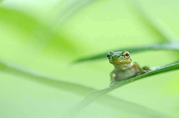 地中に籠っていた虫や小動物が、新しい活動へ目覚めるころ「啓蟄（けいちつ）」