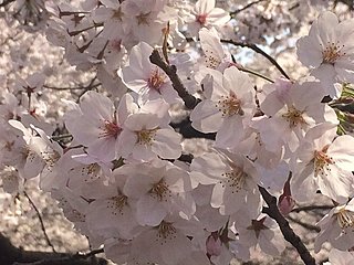 東京・春・音楽祭が始まります！　今年の春は音楽や絵画との出会いで芸術的空間に身を委ねてみませんか？