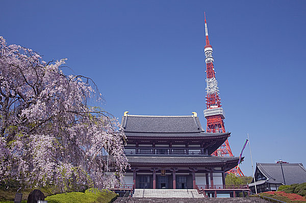 枝垂れ桜咲く芝増上寺と東京タワー