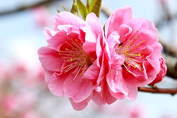 七十二候 桃始笑 ももはじめてさく 笑顔のように愛らしい桃の花が咲くころ Tenki Jpサプリ 16年03月10日 日本気象協会 Tenki Jp