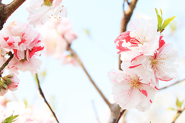 春の苑（その）紅（くれない）匂ふ桃の花　下照る道に出で立つ乙女