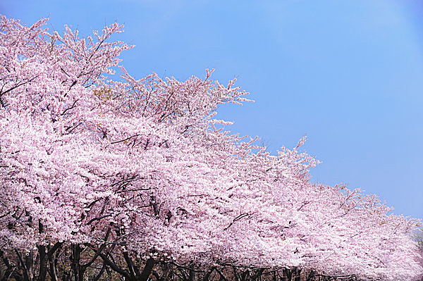 桜の季節到来 開花の目安となる標本木 そして 川沿いに桜スポットが多い理由とは Tenki Jpサプリ 2016年03月20日 日本気象協会 Tenki Jp