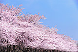桜の季節到来！　開花の目安となる標本木、そして、川沿いに桜スポットが多い理由とは？