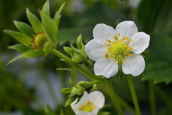 イチゴの花