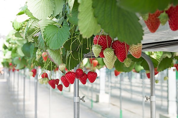 春が旬のイチゴは なんと野菜だった はじめての イチゴ狩り を楽しむコツもご紹介します 季節 暮らしの話題 16年03月19日 日本気象協会 Tenki Jp