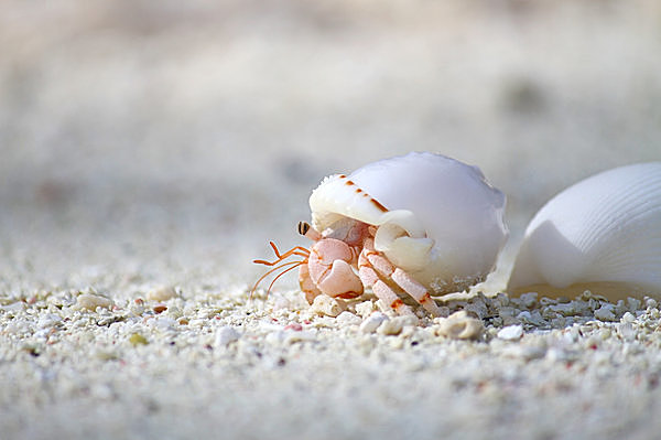 生き物の はてな 調べ隊 カニに似たヤドカリ