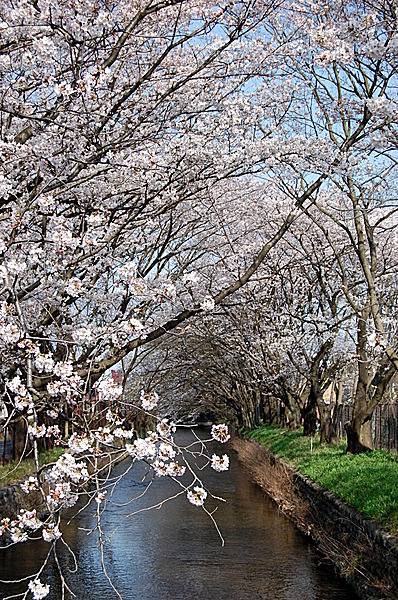桜の季節の玉川上水