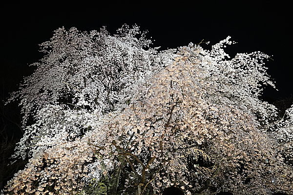 ライトアップされた夜桜（以前撮影のもの）。今年はどんな姿を見せてくれるでしょうか