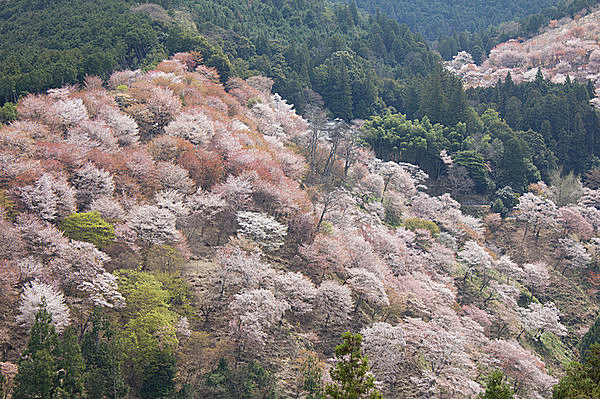 いにしえより日本人に愛される桜。咲いてよし、散る姿よし