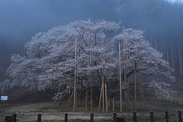 岐阜県「根尾谷　淡墨桜」をはじめ各地にある一本桜の風情もまたよし