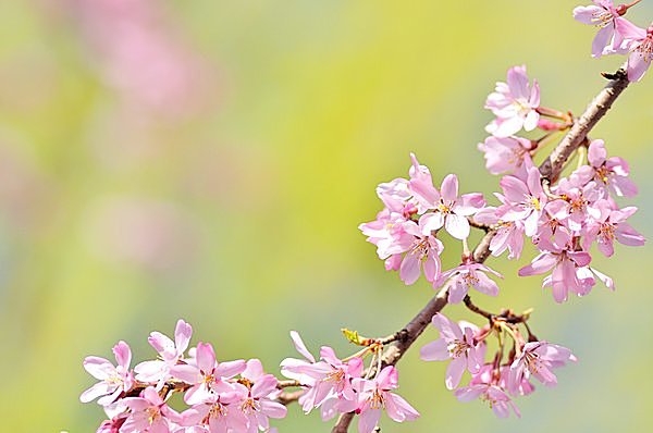 七十二候「桜始開（さくらはじめてひらく）」。お花見シーズンの開幕です！！_画像