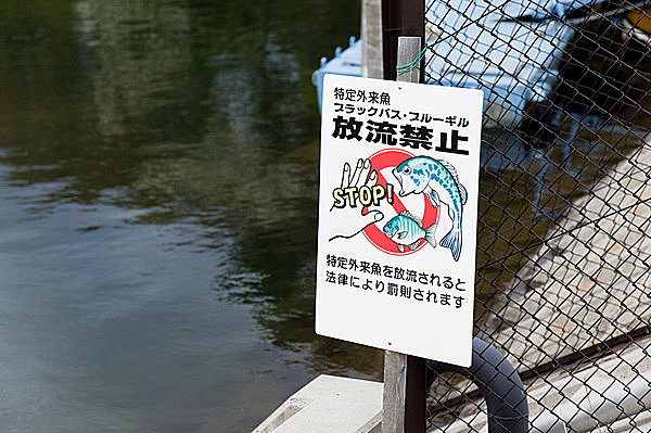 五稜郭公園のお堀にブルーギル 外来種の駆除に釣り人が活躍中 Tenki Jpサプリ 16年06月25日 日本気象協会 Tenki Jp