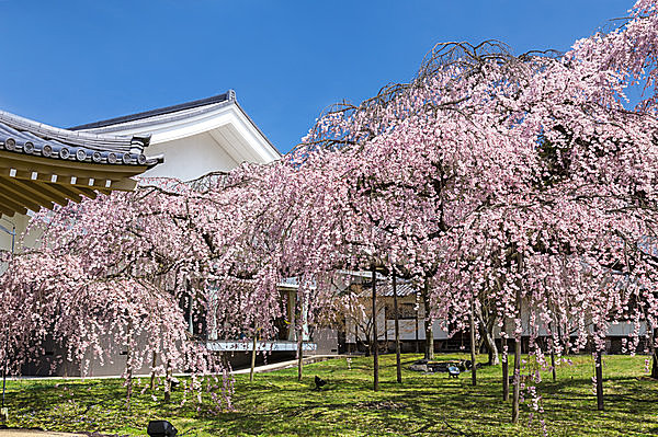 桜満開！遅咲きの画家が描いた二つの桜も要チェック！