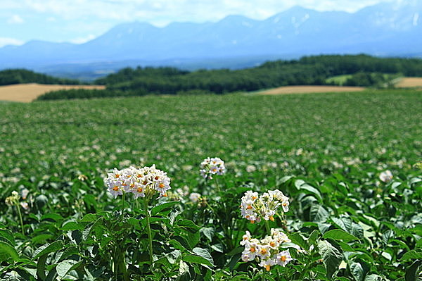 くしゅっとした花びらがかわいらしいですね