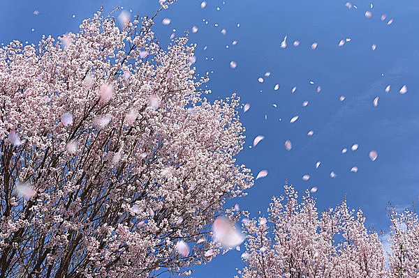 すべての美しい花の画像 無料印刷可能桜 短歌 有名