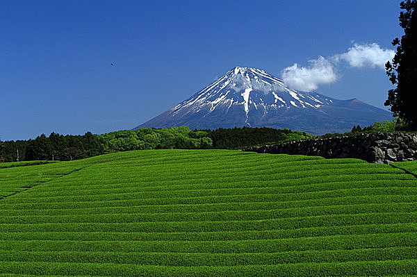 富士の麓の生産地…静岡茶