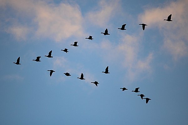 七十二候 鴻雁北 こうがんかえる あはれな渡り鳥にまつわる伝説 雁風呂 のcmをご存じですか Tenki Jpサプリ 16年04月09日 日本気象協会 Tenki Jp