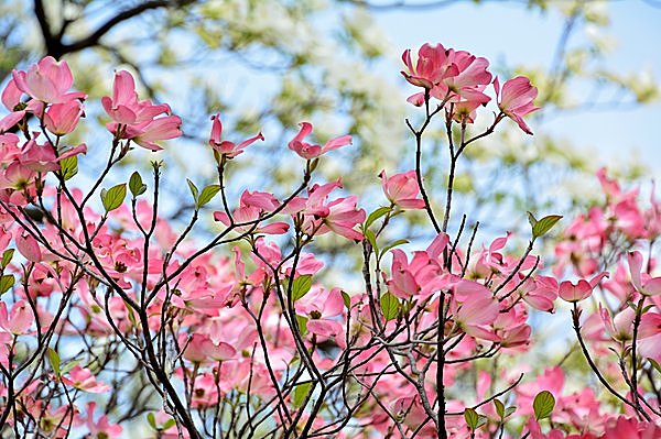 花水木　──　晩春から初夏にかけて美しい花をつける和名「アメリカヤマボウシ」