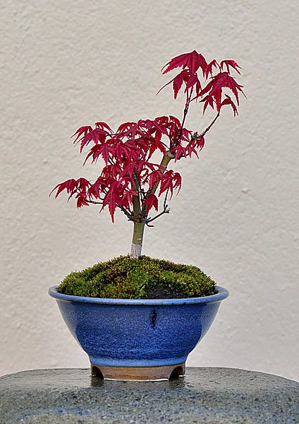 若い女性や 欧州 中国 台湾など海外でも大人気 いまブームの盆栽の魅力とは Tenki Jpサプリ 16年04月23日 日本気象協会 Tenki Jp