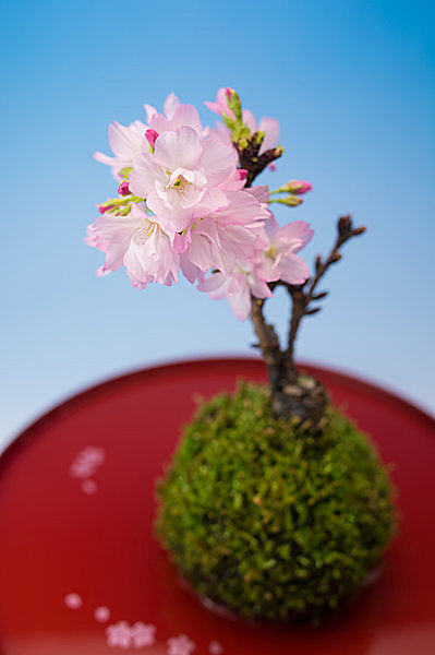 苔玉に桜の木をあしらった可愛らしいミニ盆栽