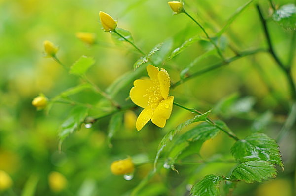 催花雨（さいかう）にうながされ咲くジャパン・ローズ「山吹」の花