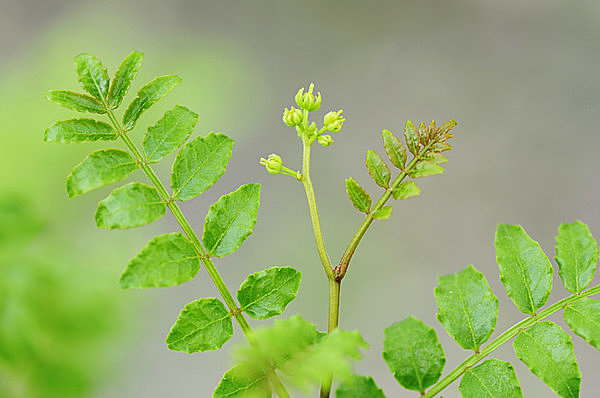 甘雨（かんう）に山椒も「木の芽」を伸ばし、花を咲かせます