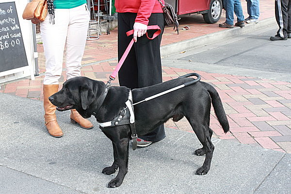盲導犬ができることって、こんなにたくさんあるのね !!　4月27日は 「国際盲導犬の日」。