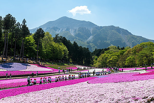 野原が一面キャンバスに 花のパッチワークが美しい 芝桜 とは Tenki Jpサプリ 16年04月25日 日本気象協会 Tenki Jp