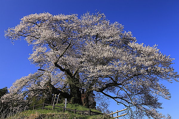 満開のころの「発知の苗代桜」。