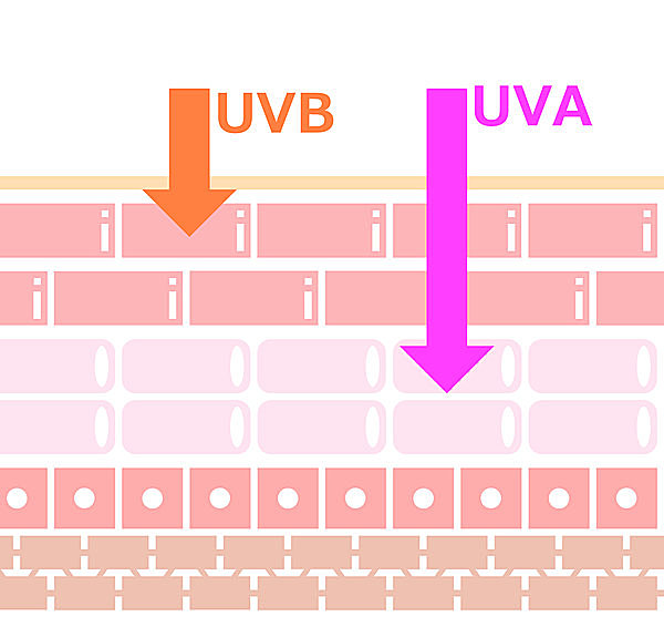 紫外線と肌