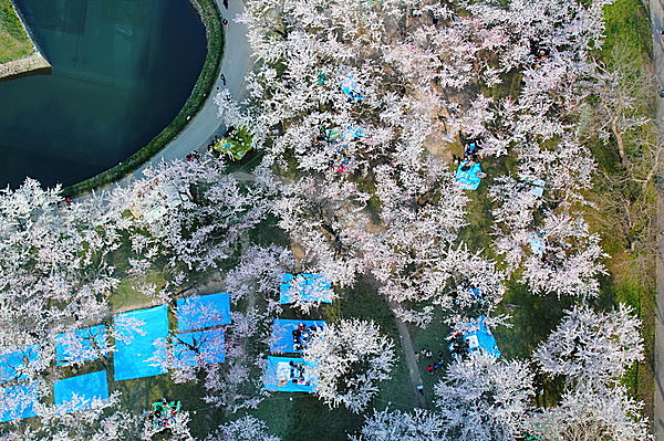 五稜郭タワーの上から見た桜。ブルーシートの上で、ジンギスカンが始まる!!