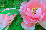 目にも麗し、百花の王が艶やかに咲くころ。七十二候「牡丹華（ぼたんはなさく）」