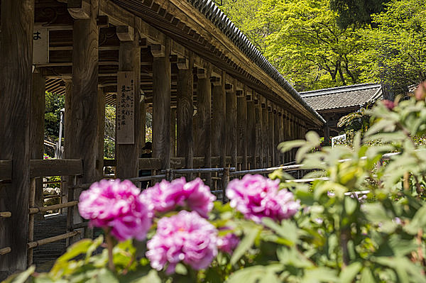 約150種約7,000株もの牡丹が咲く、奈良・大和路「長谷寺」