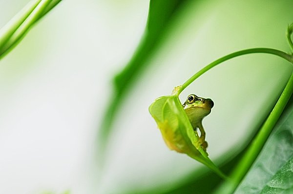 カエルは水に棲む人類 七十二候 蛙始鳴 かわずはじめてなく Tenki Jpサプリ 16年05月06日 日本気象協会 Tenki Jp