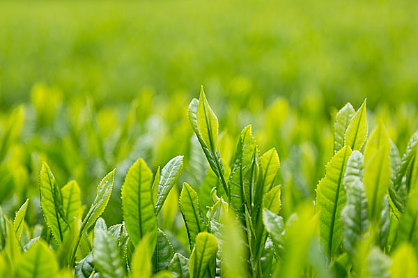 「茶摘み」は春の季語。では「新茶」の季語はご存知ですか？