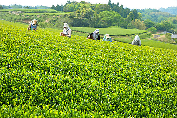 茶摘み は春の季語 では 新茶 の季語はご存知ですか Tenki Jpサプリ 16年05月09日 日本気象協会 Tenki Jp